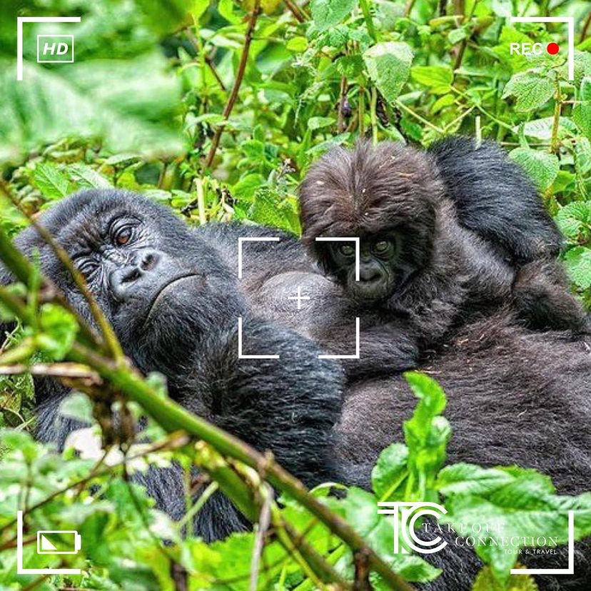 Mountain gorilla with a baby in Uganda's forest